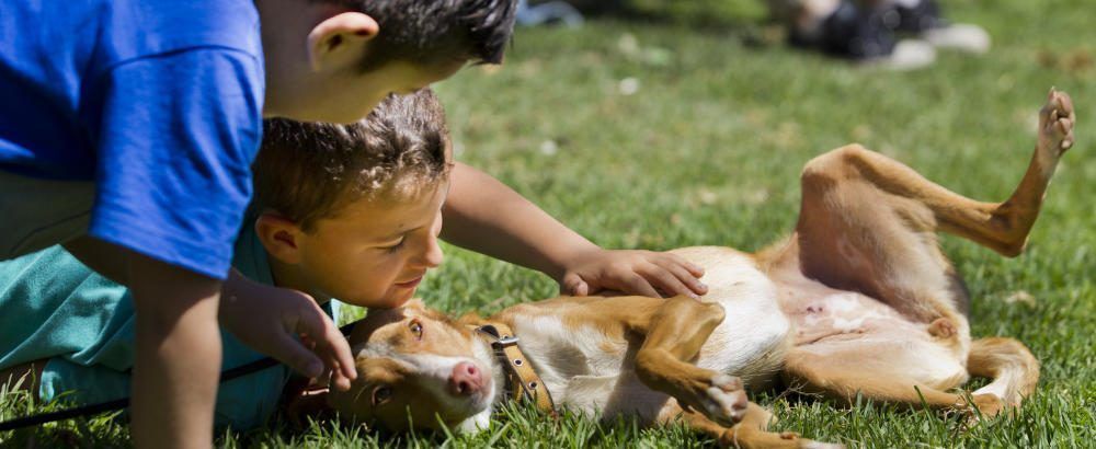 Día Mundial de los Animales. programación completa Famas Fest, primer festival de familias y mascotas europa. Top Valencia
